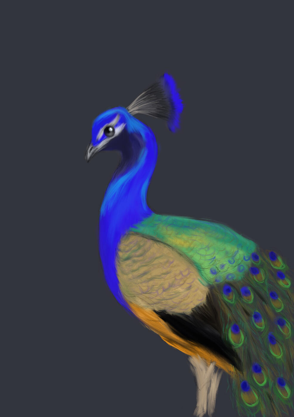 Påfågel målad i Procreate