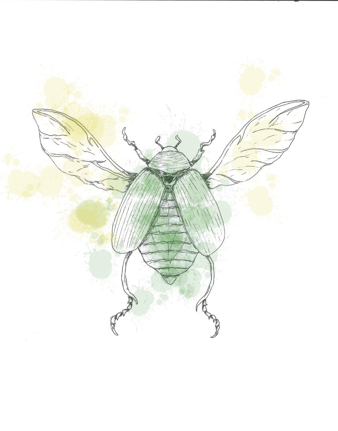 Skalbagge ritad för hand med färger satta i Procreate.